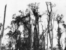 cyclone agnes devastated bush