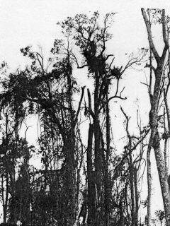 cyclone agnes devastated bush